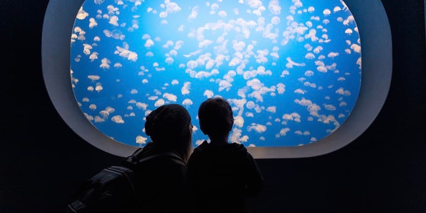 A dark and striking color indoor photograph of a mother and child looking into a jellyfish tank at the aquarium.