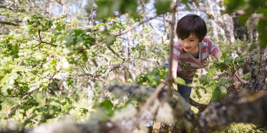 A color outdoor photograph of a young Asian boy wearing a pink and gray striped shirt, climbing on the branches of a tree with bright green leaves.