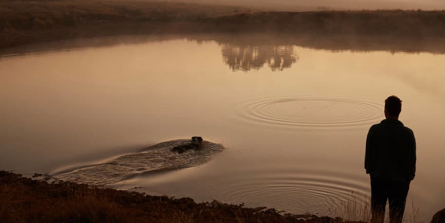 A twilight photograph of a man with his back to the camera watching a dog swim in the shallow waters of a pond or lake.