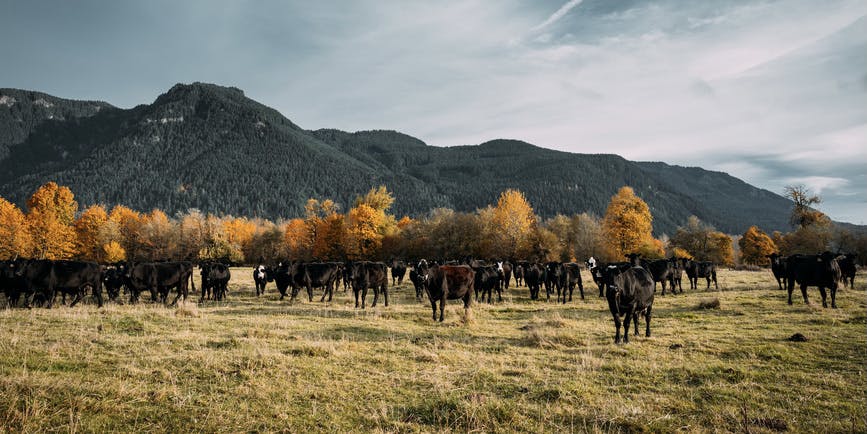 Wide angle view of black dairy farm cows at pasture with beautiful golden trees and green mountains behind them.