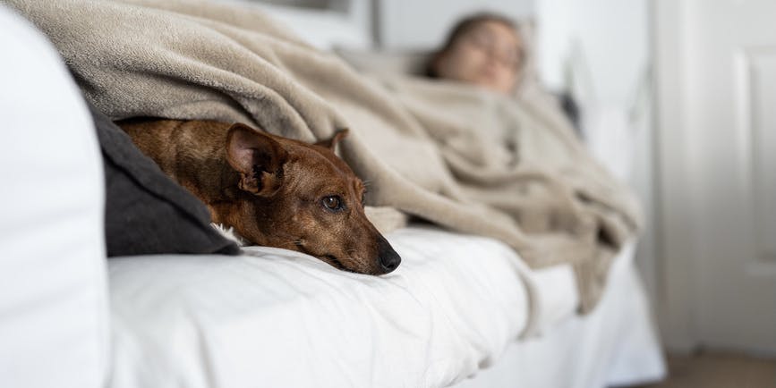 Perro pinscher triste y enfermo acostado bajo una manta con su dueño en el sofá del salón de su casa.