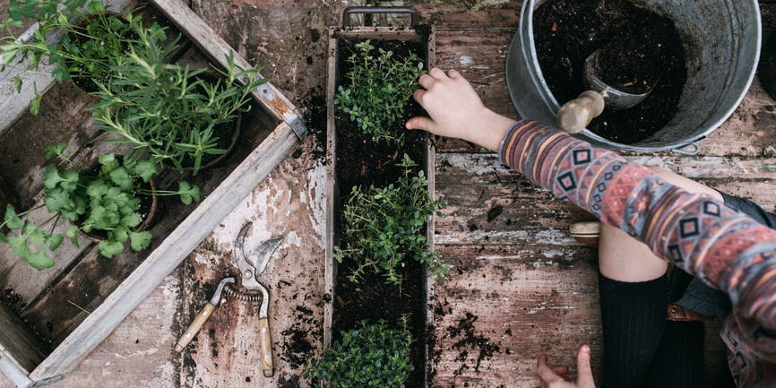 A photograph from above shows the body of young boy sitting in front of a planter of fresh herbs with a pail of dirt and other materials nearby.