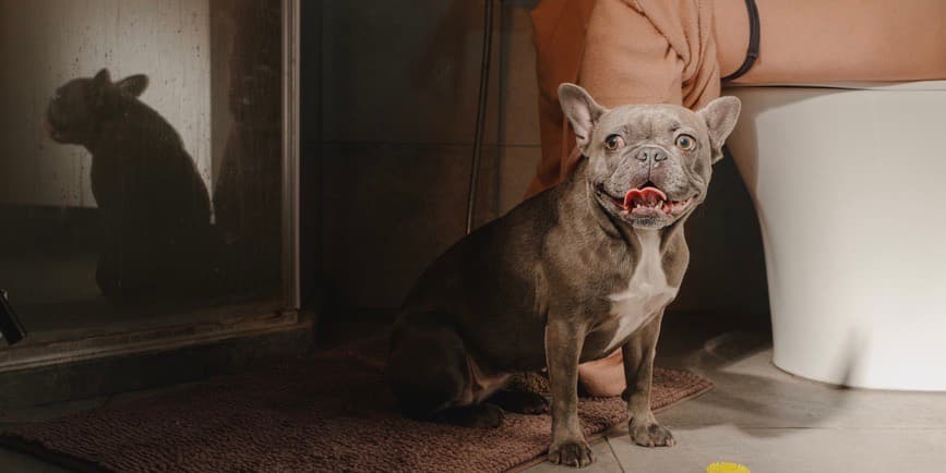 Cute French Bulldog sitting on floor near crop anonymous pregnant female owner on toilet in bathroom at home.