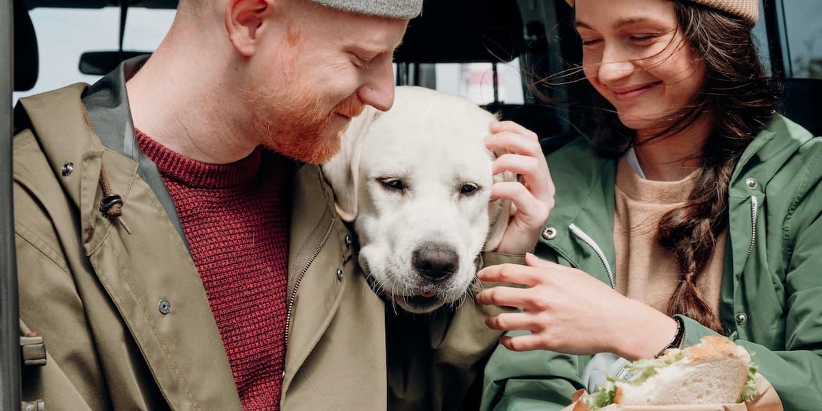 A young white couple in autumn clothing sit in the back of a car, eating lunch and cuddling their large lab dog.