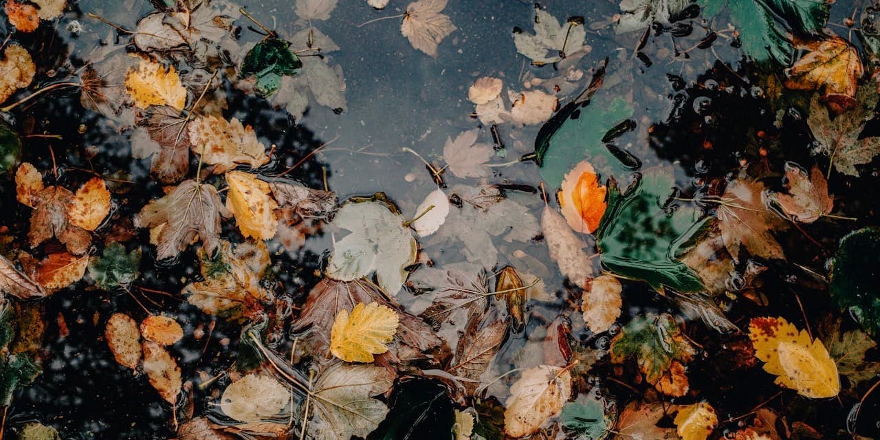 Closeup outdoor groundscape of autumn leaves floating in glossy water.