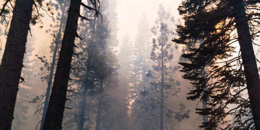 A blurry photographs of a forest of trees during a wildfire, with smoke and a pink-tinged sky.