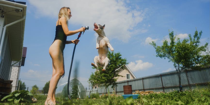 A white woman plays with water and her pet dog in the hot summer . She is in a swimsuit hosing down a jumping dog in the backyard of a country house. 