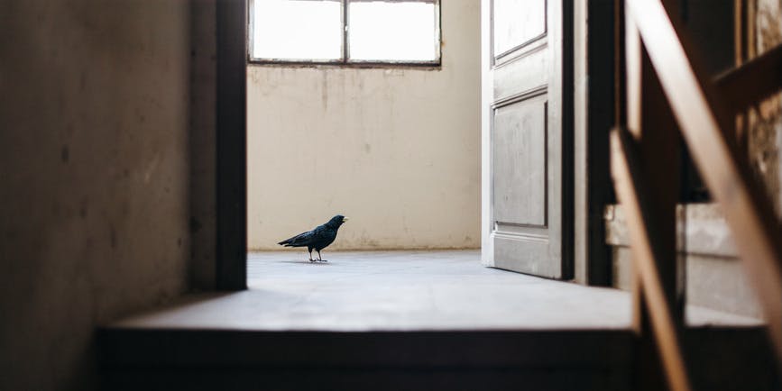 A starling stands on a wooden floor, as seen at eye-level through an open door.