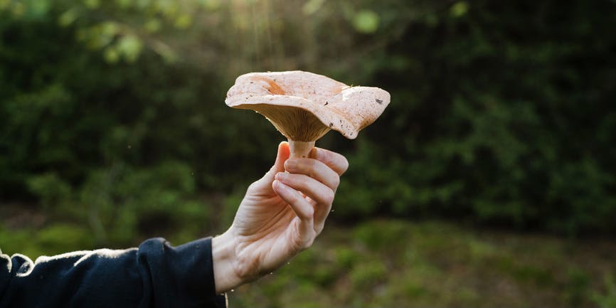 A white hand and holding a large pink mushroom freshly picked from the forest.