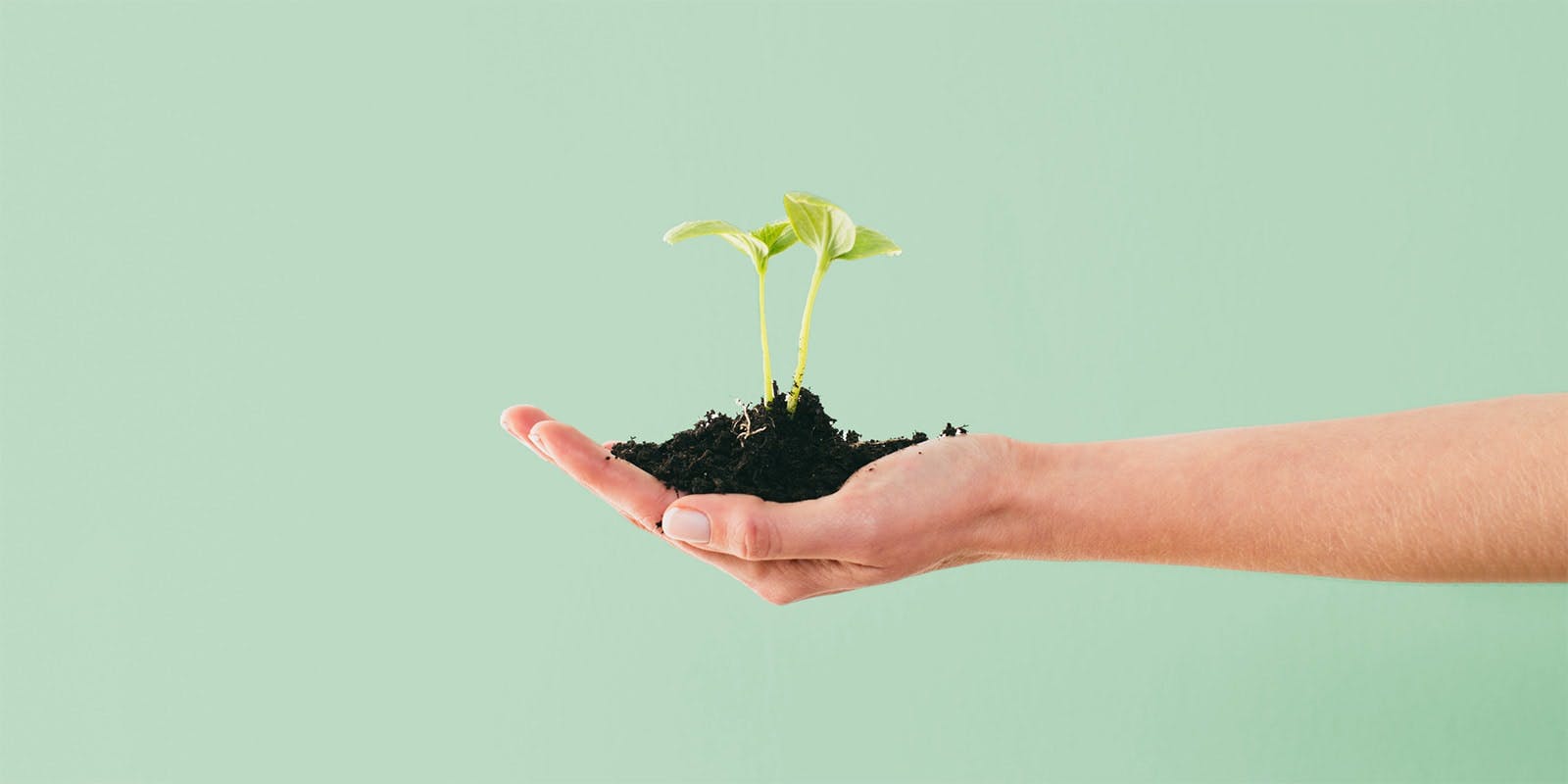 Cropped hand holding a seedling plant in a small handful of dirt