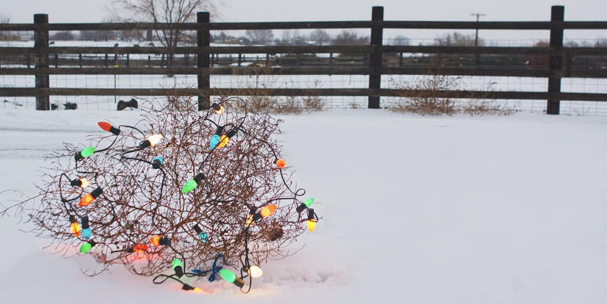 Tumbleweed decorated with large colored Christmas lights on snowy winter day at rural ranch.