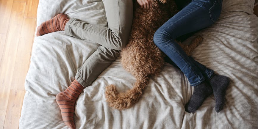 Overhead photo of the legs of a couple lying on their bed wearing pants and sicks, with a fluffy brown labradoodle dog between them.